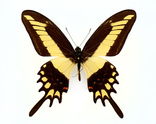 Papilio lamarchei ♂ (Bolivia)