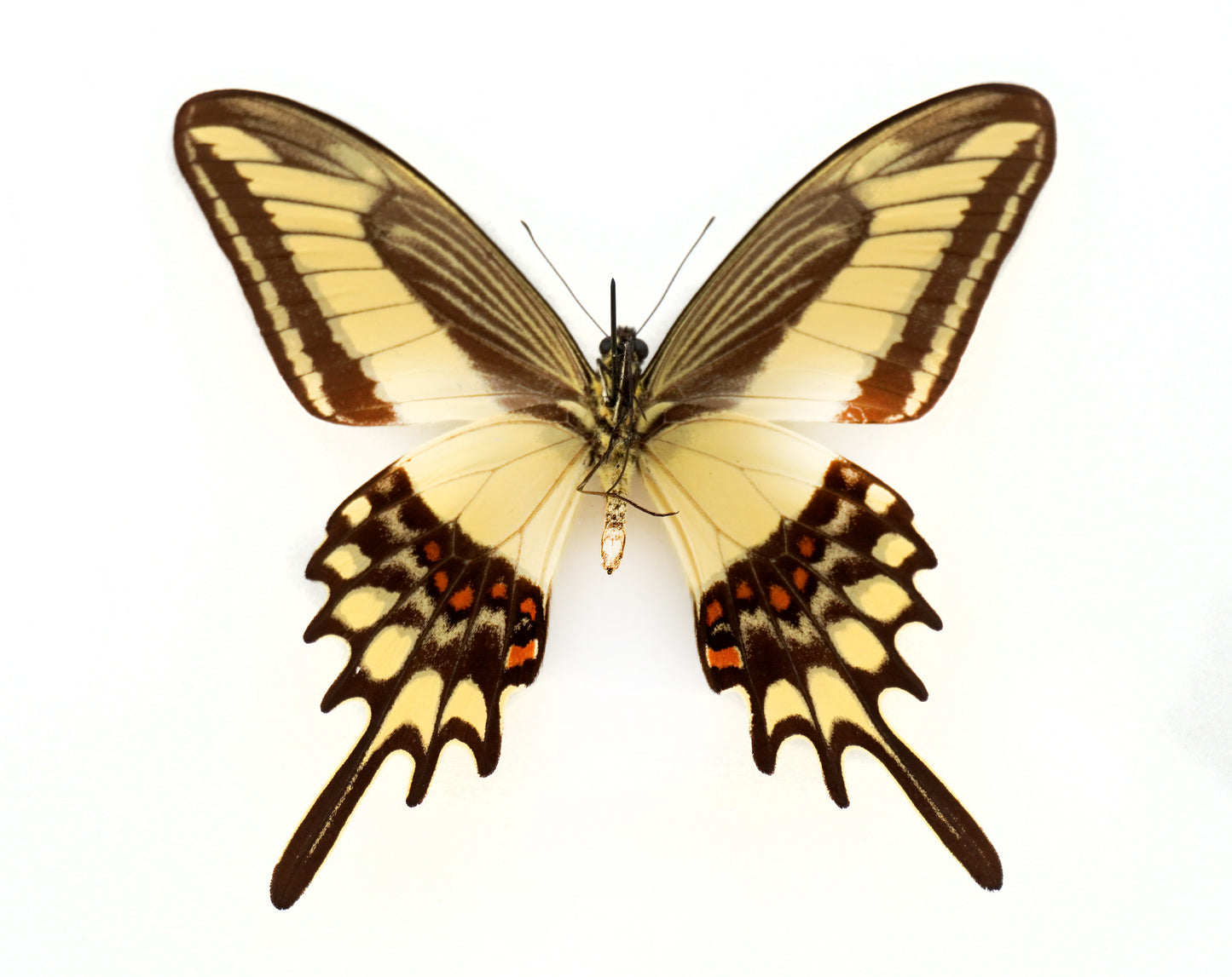 Papilio lamarchei ♂ (Bolivia)