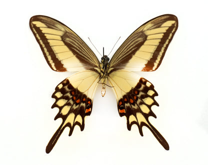 Papilio lamarchei ♂ (Bolivia)