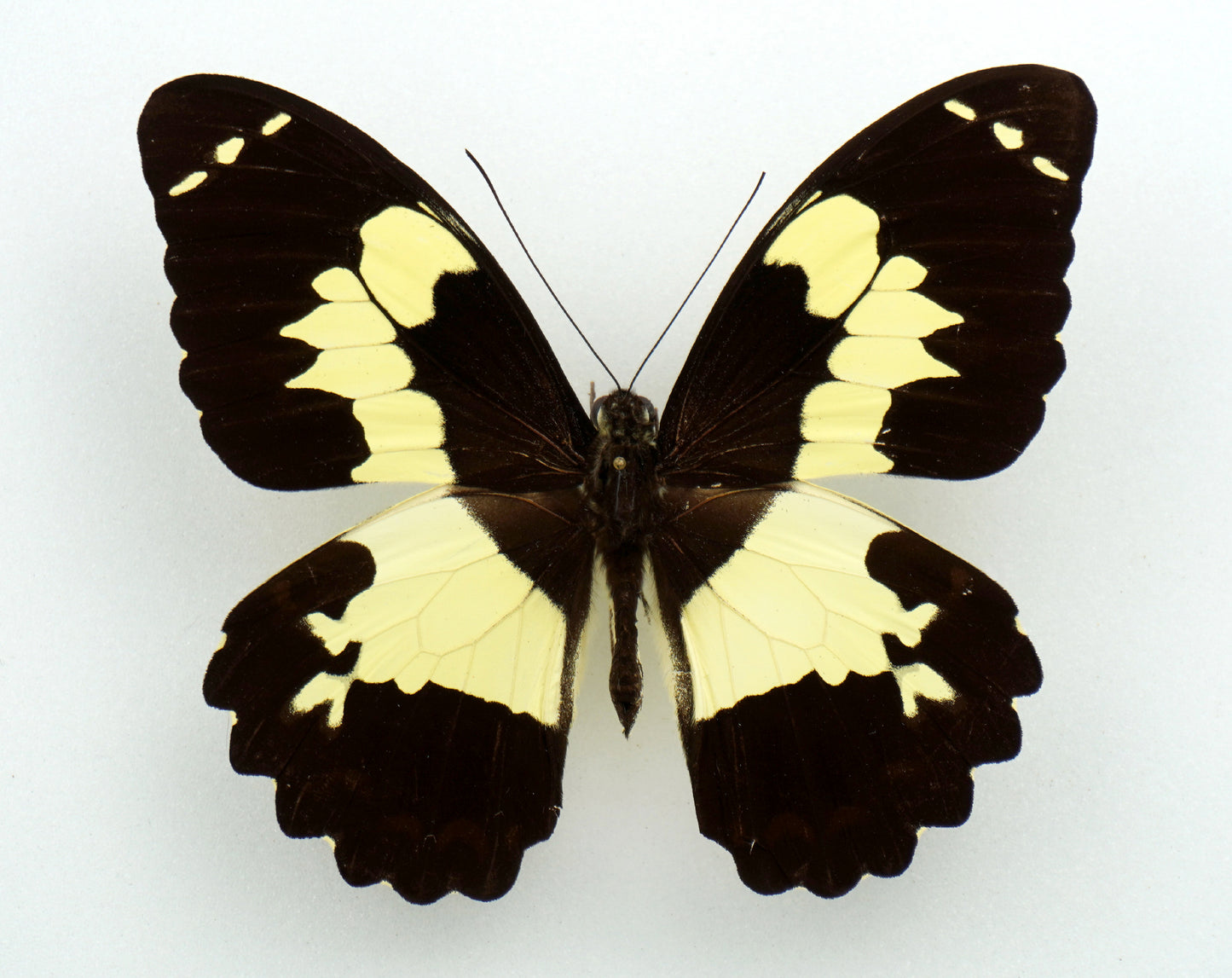 Papilio euchenor ♂ (PNG)