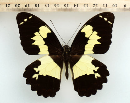 Papilio euchenor ♂ (PNG)