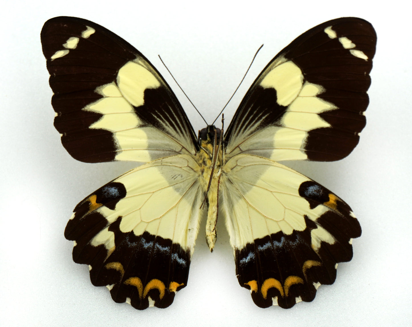 Papilio euchenor ♂ (PNG)