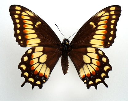 Papilio hellanichus ♀ (Argentina)