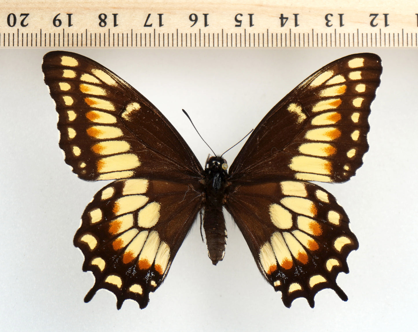 Papilio hellanichus ♀ (Argentina)