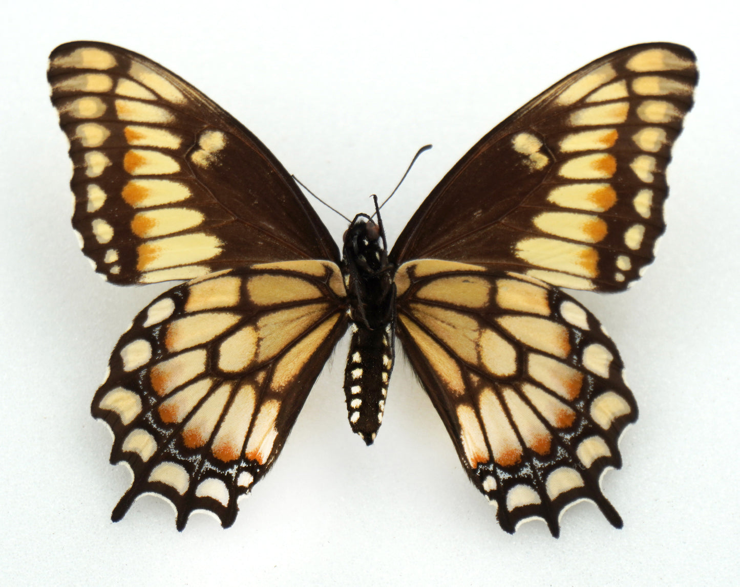 Papilio hellanichus ♀ (Argentina)