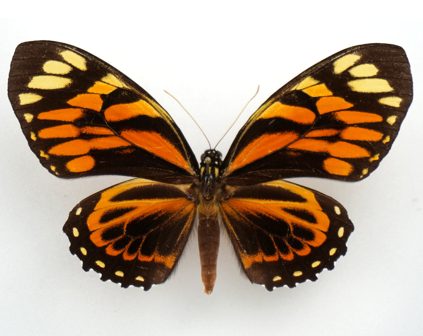 Papilio zagreus batesi ♀ (Peru)