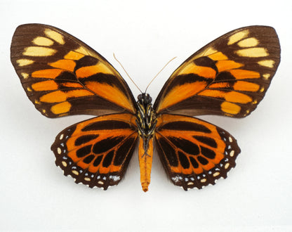 Papilio zagreus batesi ♀ (Peru)