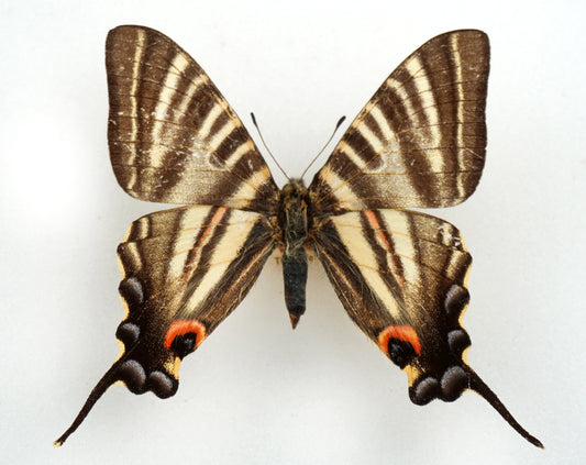 Iphiclides podalirinus (Yunnan 1936)