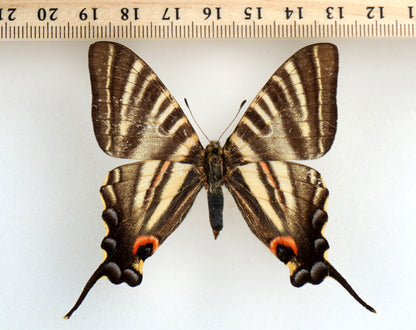 Iphiclides podalirinus (Yunnan 1936)