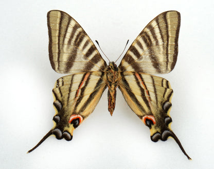 Iphiclides podalirinus (Yunnan 1936)