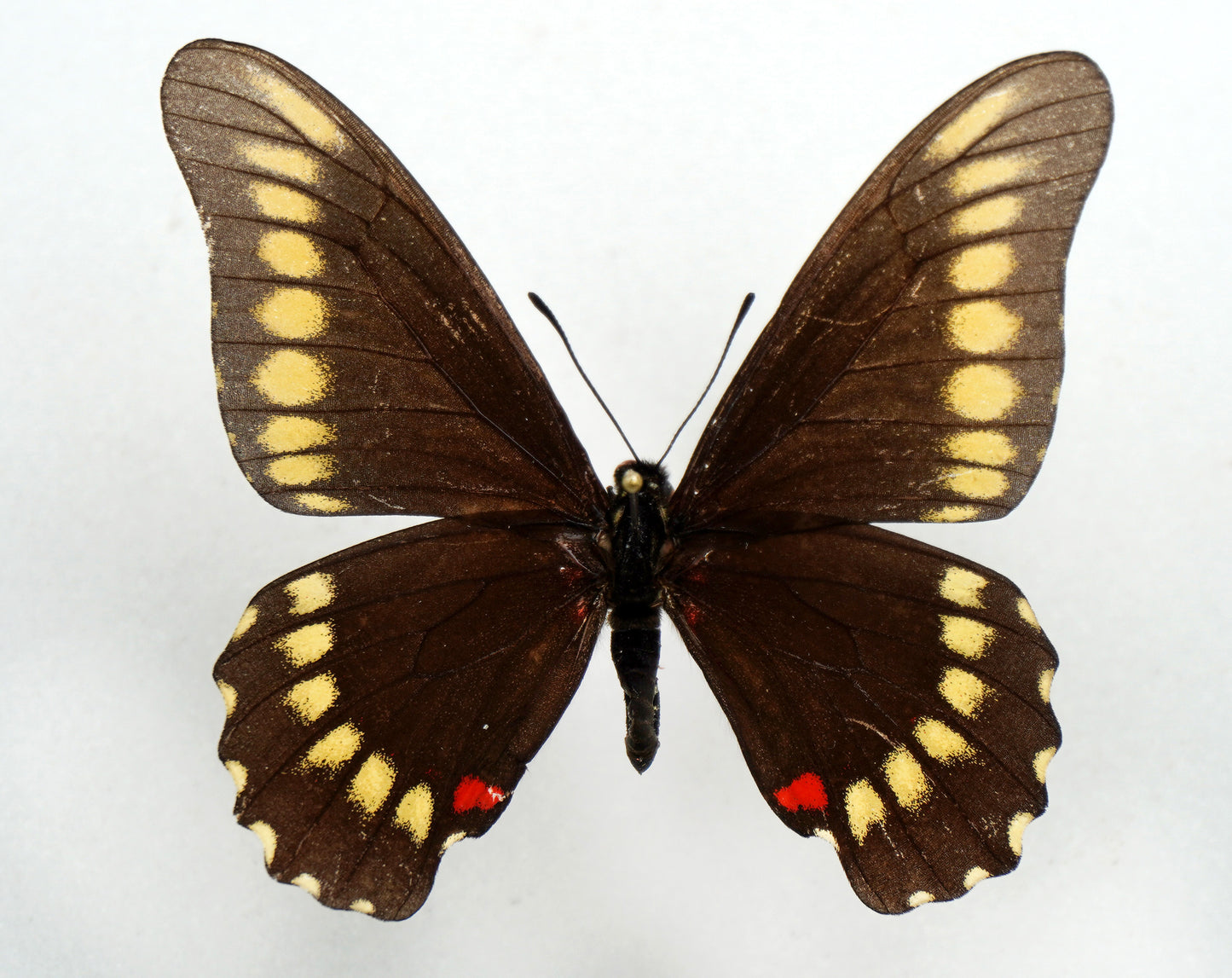 Papilio microdamas ♂ (Argentine)