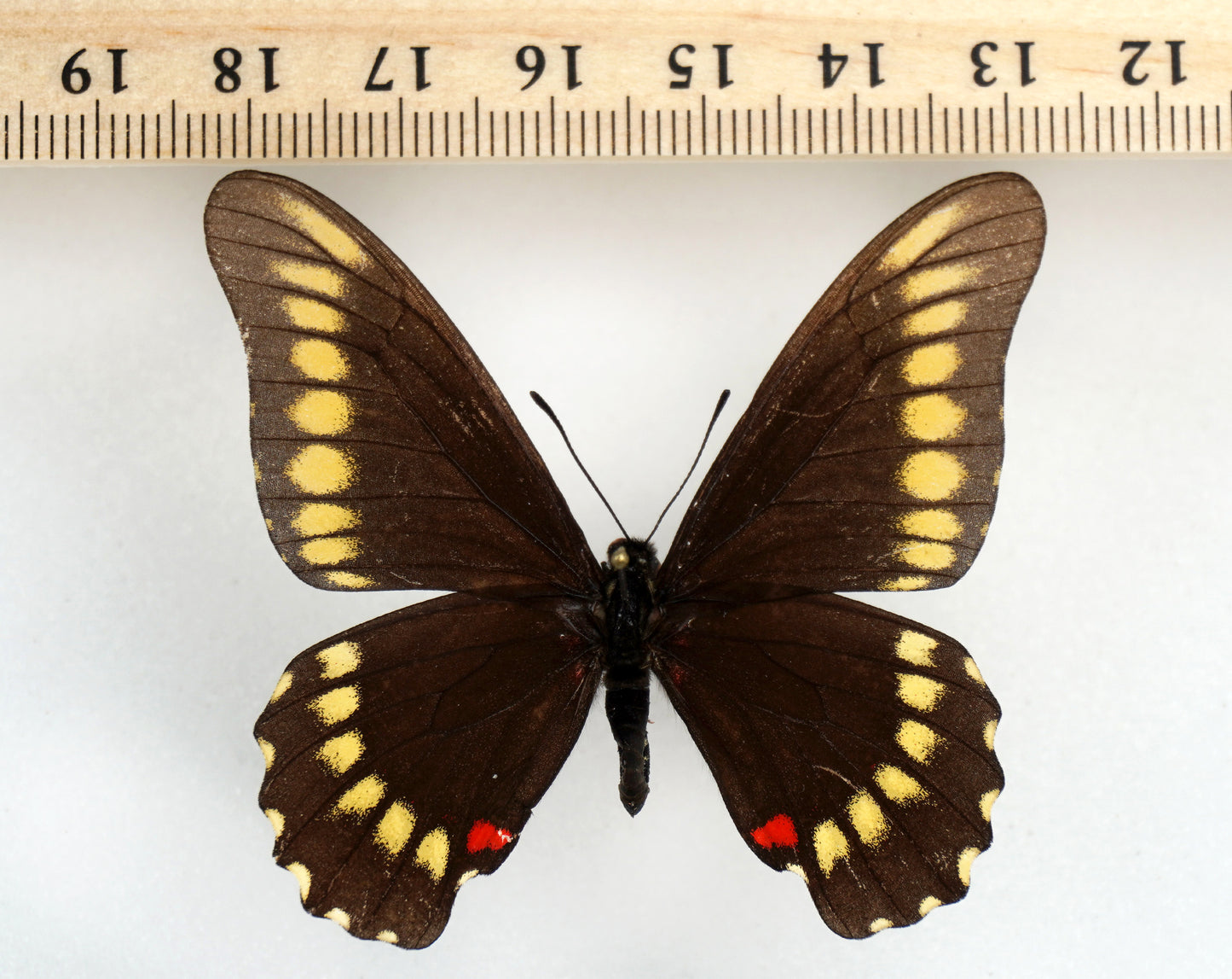 Papilio microdamas ♂ (Argentine)