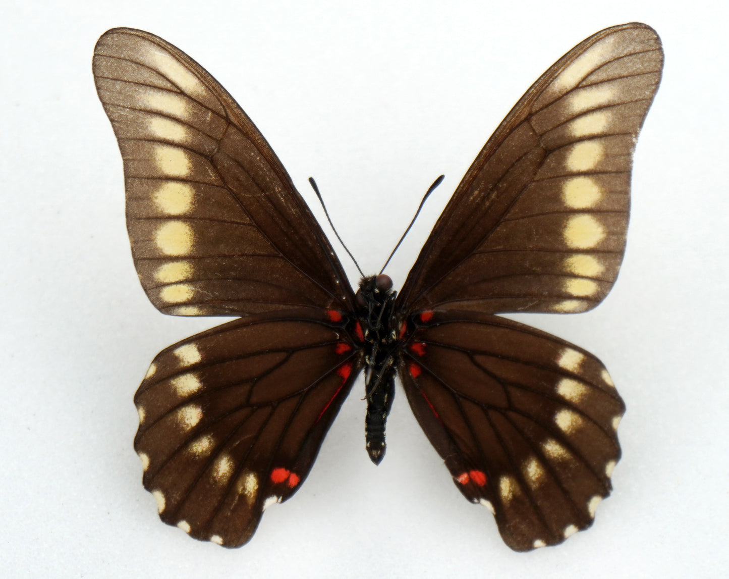 Papilio microdamas ♂ (Argentine)