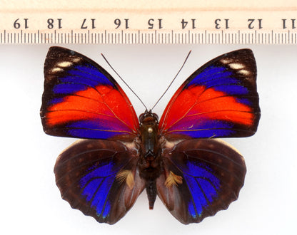 Agrias pericles mauensis f. pretiosa ♂ (Brasilien)