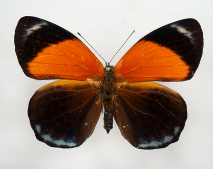 Asterope hewitsoni ♀ (Peru)