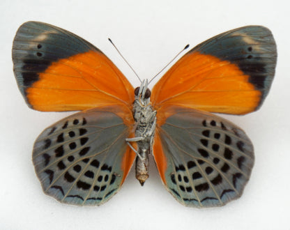 Asterope hewitsoni ♀ (Peru)