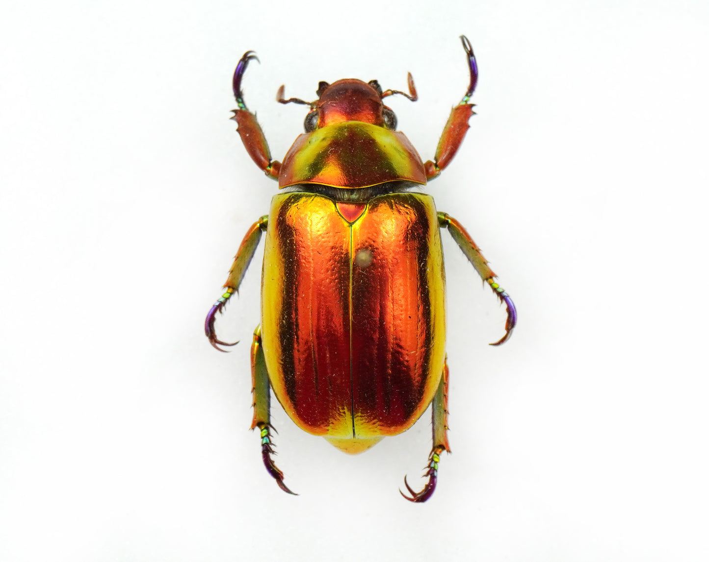 Chrysina chrysargirea RED (Costa Rica)