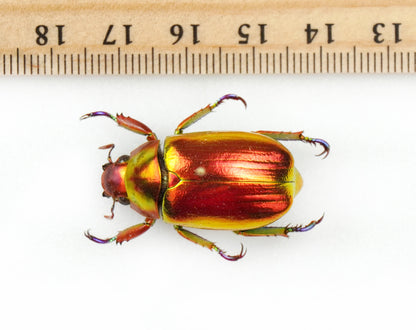 Chrysina chrysargirea RED (Costa Rica)