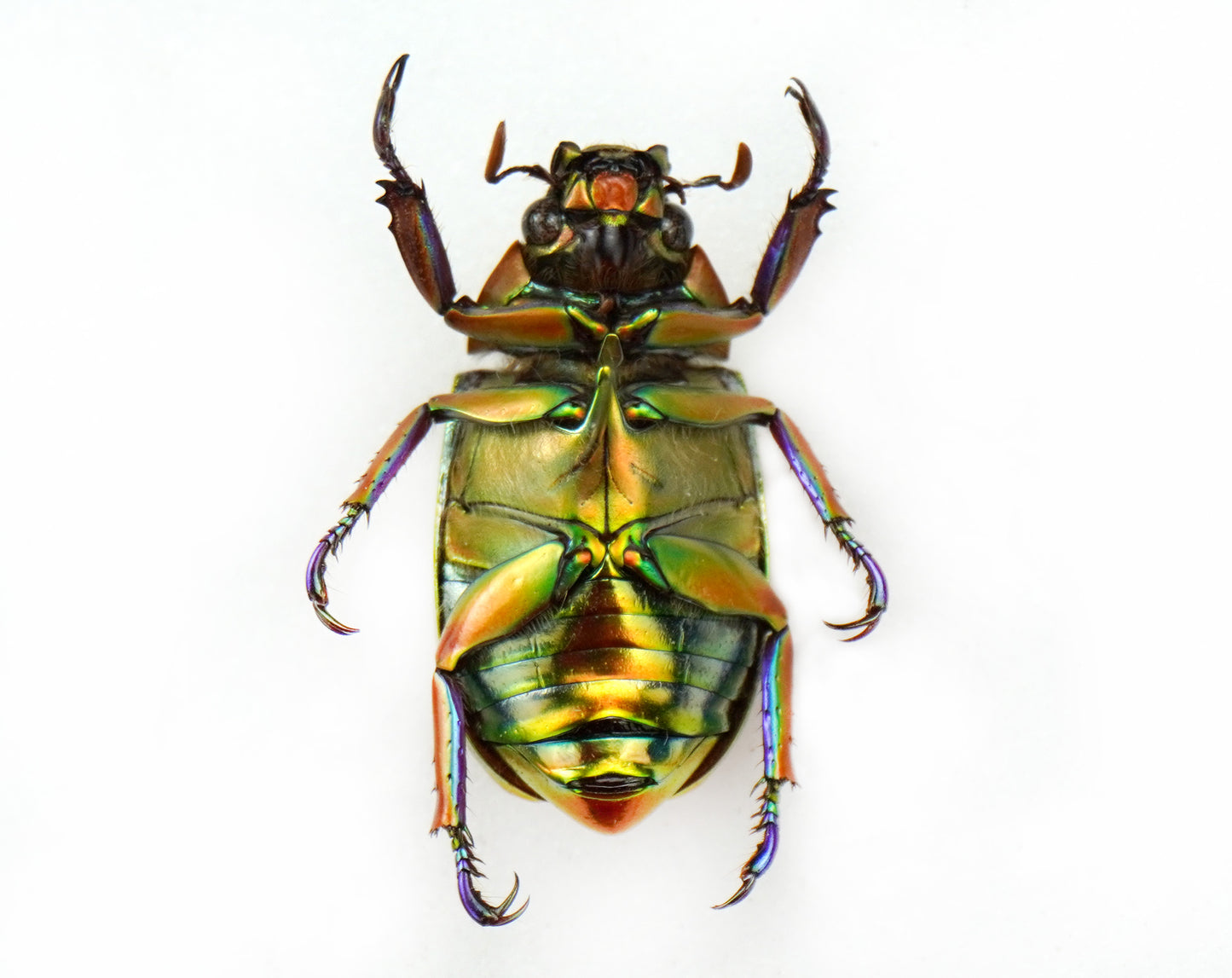 Chrysina chrysargirea RED (Costa Rica)