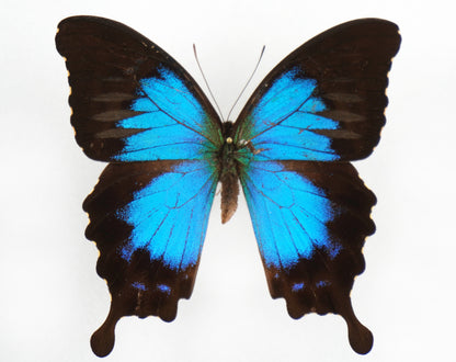 Papilio montrouzieri f. ulysselus ♂ (New Caledonia)