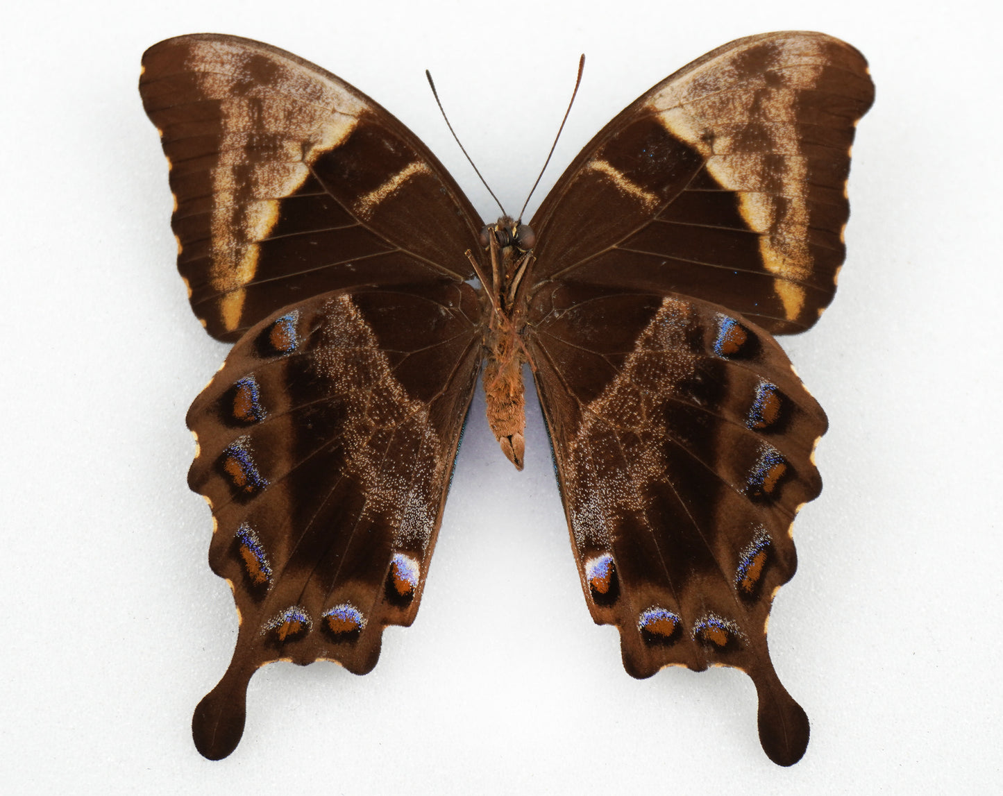 Papilio montrouzieri f. ulysselus ♂ (New Caledonia)