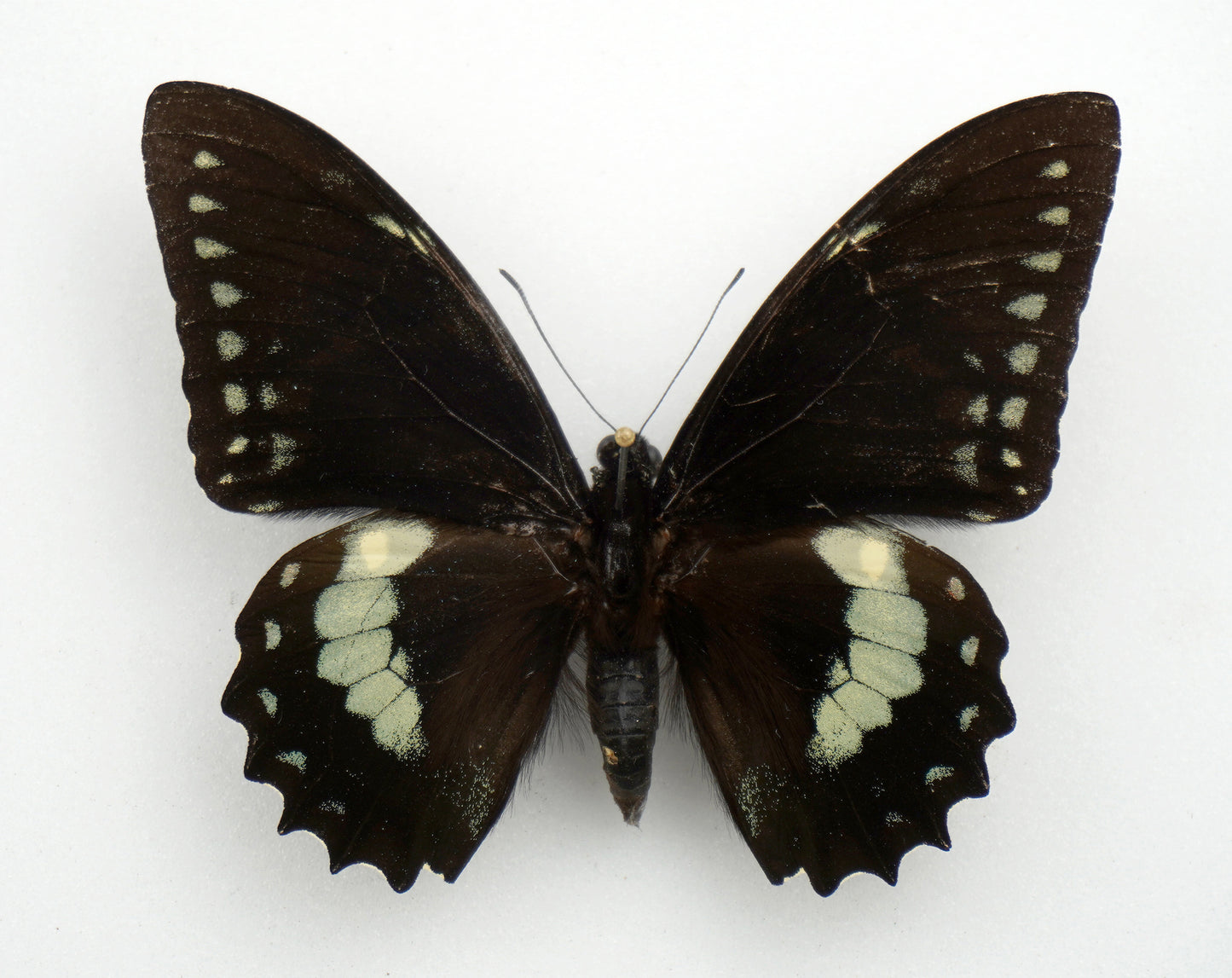 Papilio birchalli bryki ♂ (Costa Rica)