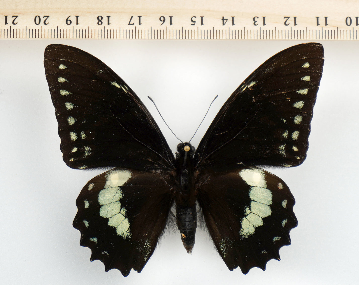 Papilio birchalli bryki ♂ (Costa Rica)