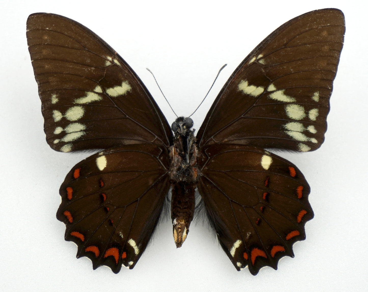 Papilio birchalli bryki ♂ (Costa Rica)