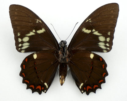 Papilio birchalli bryki ♂ (Costa Rica)