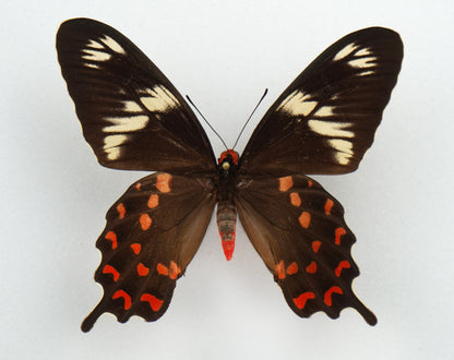 Papilio hector ♀ (Indien)