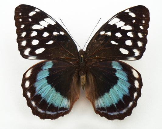 Lexias satrapes ssp. ♀ (Negros Island)