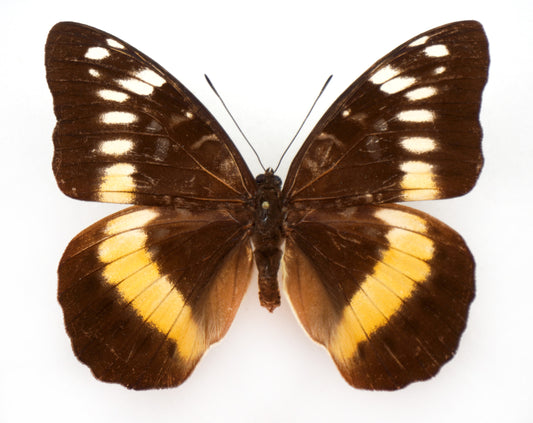 Lexias aerope aerope ♀ (Ceram)