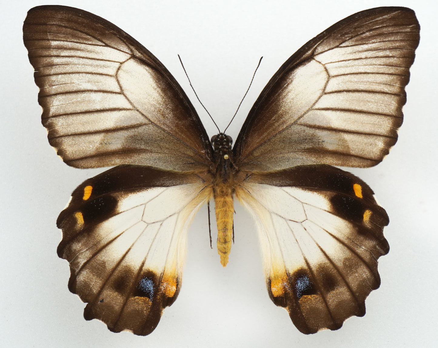 Papilio aegeus f. ormenus ♀ (PNG)