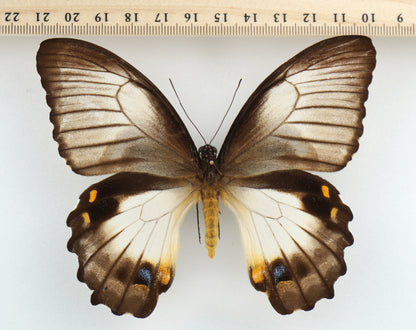 Papilio aegeus f. ormenus ♀ (PNG)