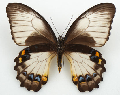 Papilio aegeus f. ormenus ♀ (PNG)