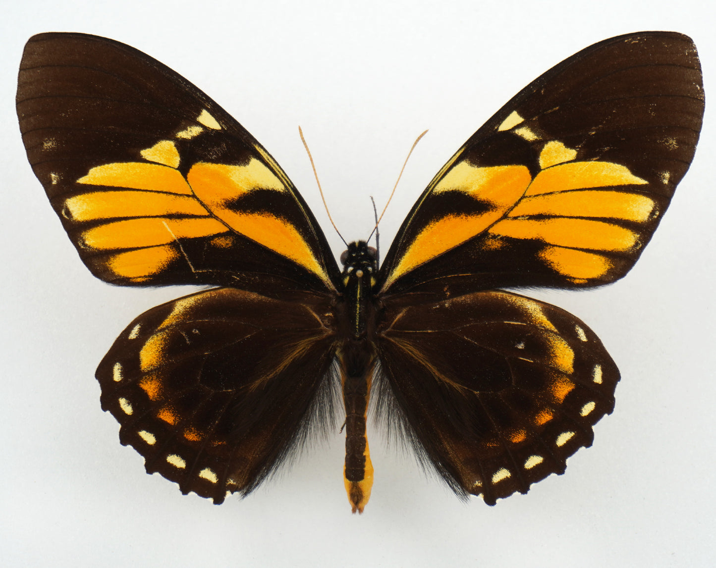 Papilio bachus ♂ (Peru)