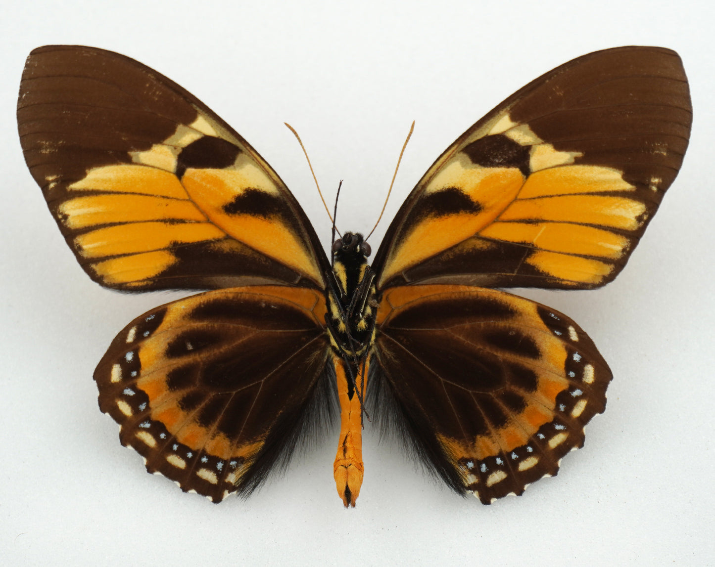 Papilio bachus ♂ (Peru)