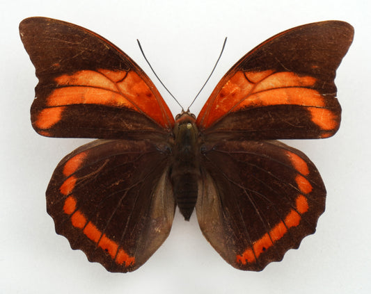 Prepona praeneste buckleyana ♀ (Bolivien)