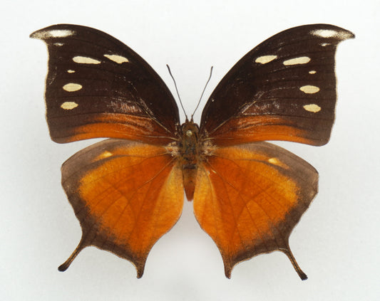 Consul panariste jansoni ♀ (Costa Rica)