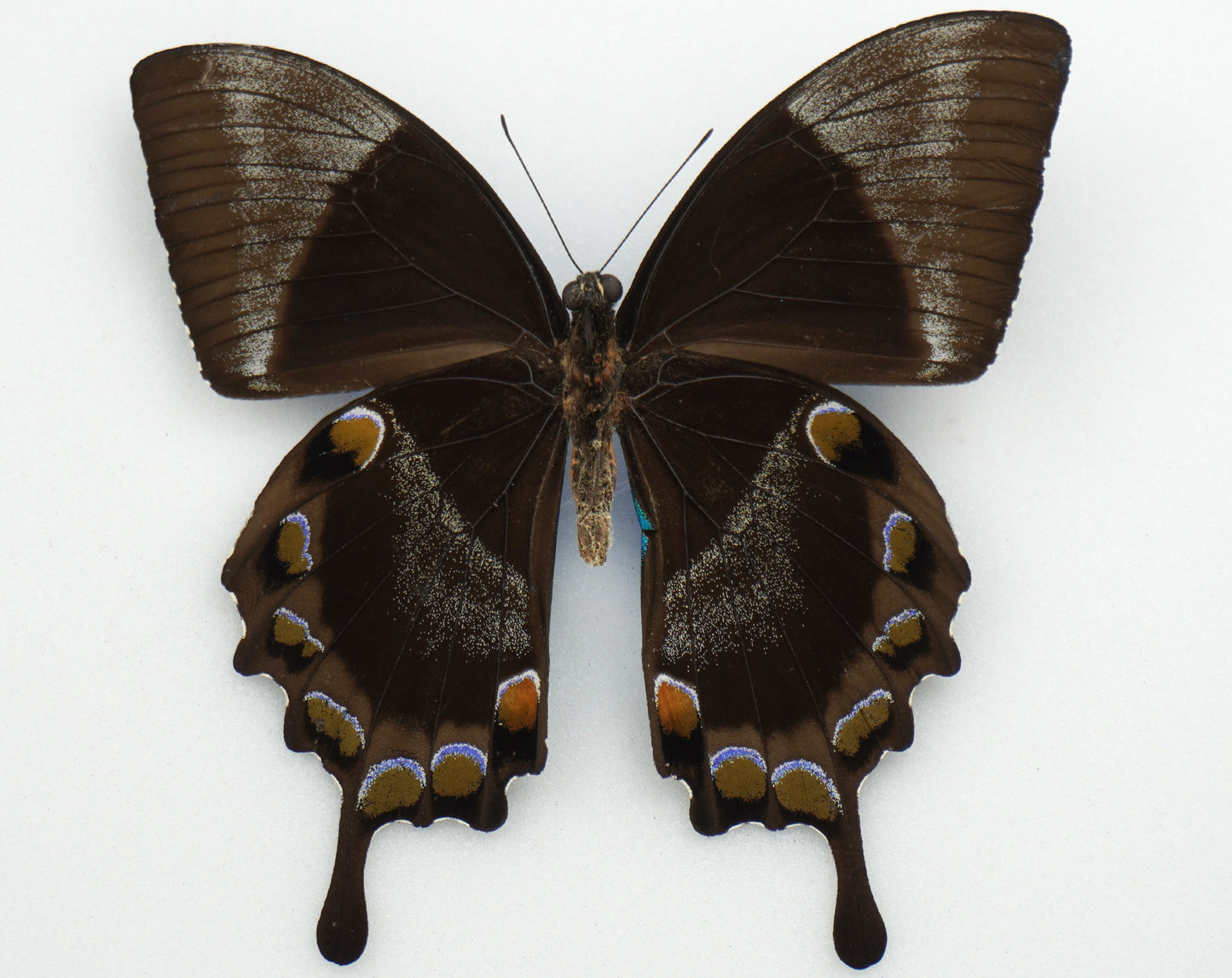 Papilio ulysses ♂ (Ceram) Aberration!