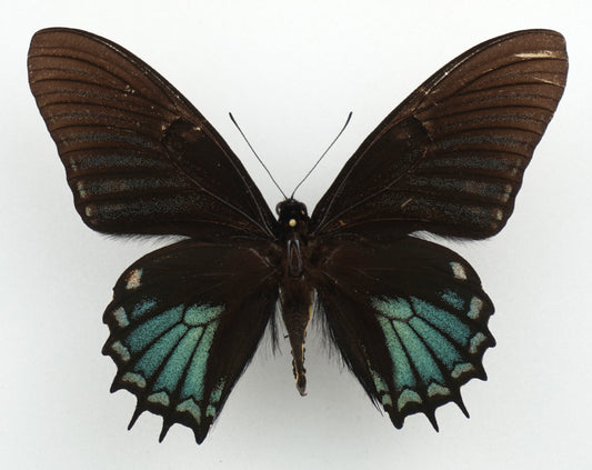 Papilio xanthopleura ♂ (Brasil)