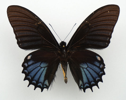 Papilio xanthopleura ♂ BLAU (Brasilien)