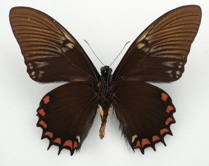 Papilio xanthopleura ♂ BLAU (Brasilien)