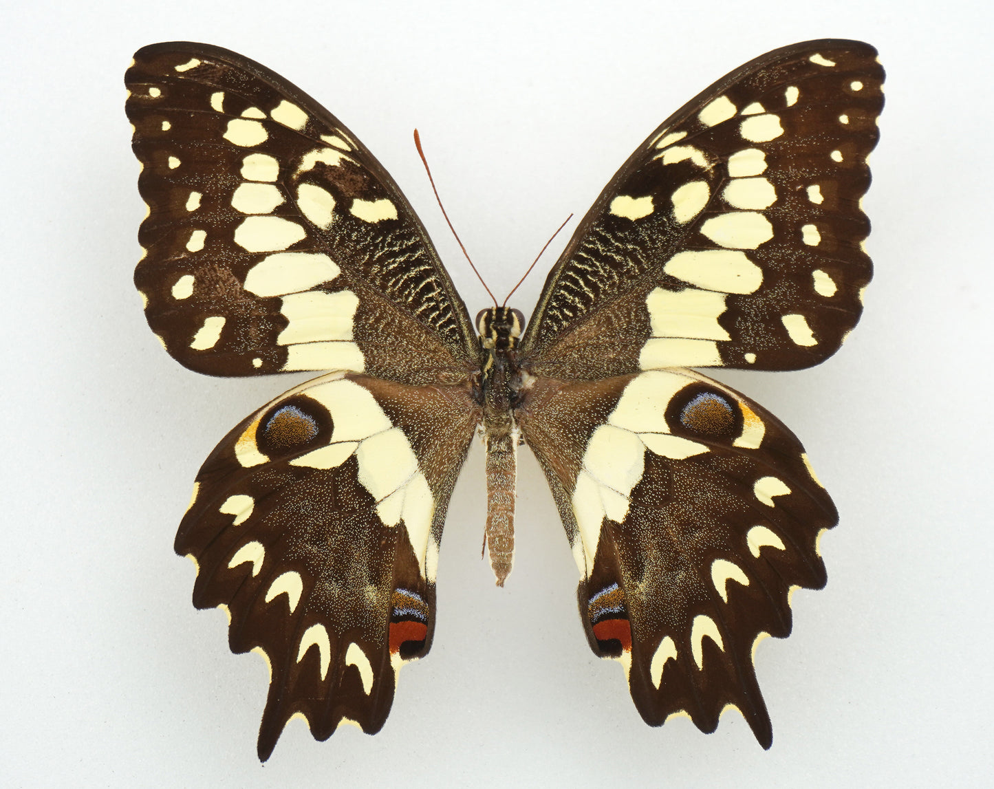 Papilio grosesmithi ♂ (Madagaskar)