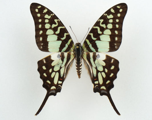 Graphium antheus ♀ (Africa)