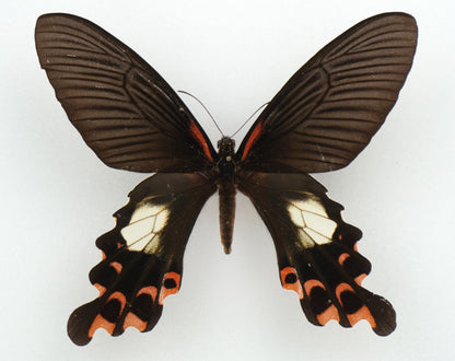 Papilio alcmenor alcmenor ♀ (Assam)