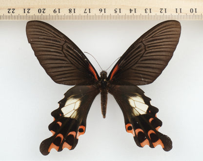 Papilio alcmenor alcmenor ♀ (Assam)