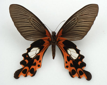 Papilio alcmenor alcmenor ♀ (Assam)