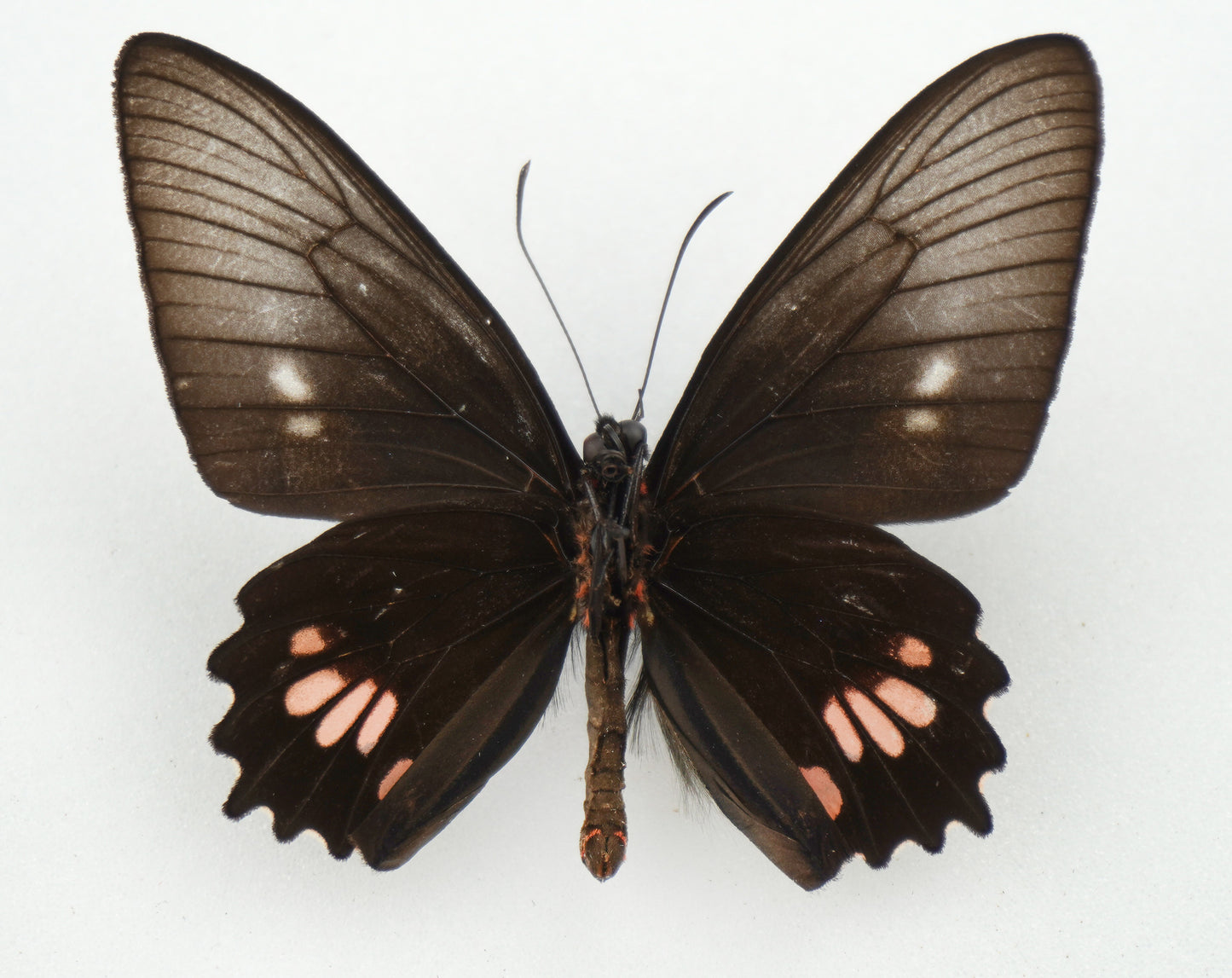 Parides lysander lysander ♂ (Obidos)