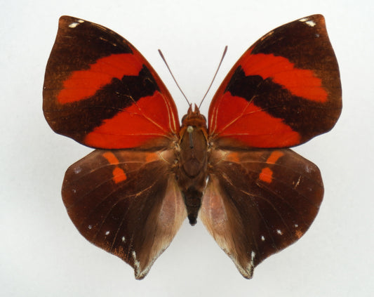 Siderone galanthis thebais ♂ (Brazil)